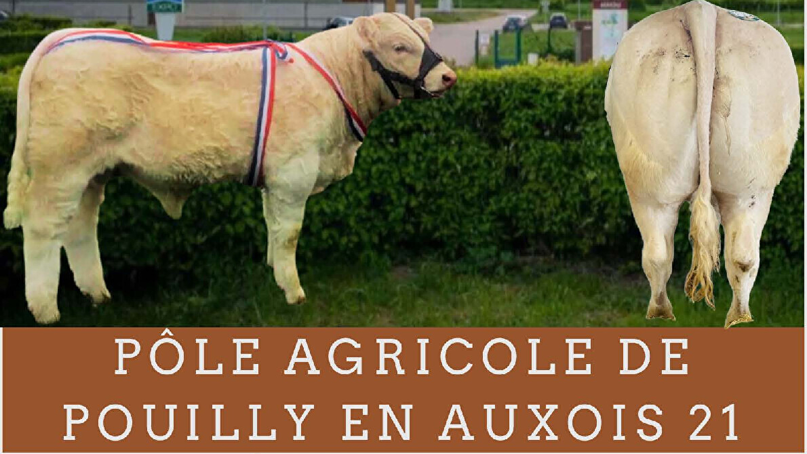 Concours Charolais